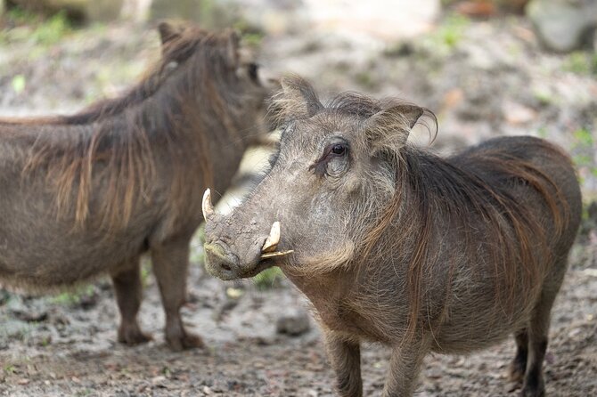 Central Florida Zoo and Botanical Gardens Ticket - Fast entry at the Central Florida Zoo: the value of arriving ready