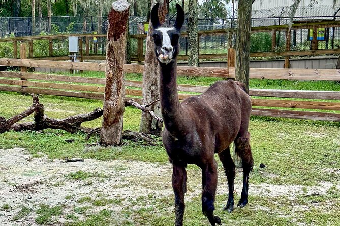Central Florida Zoo and Botanical Gardens Ticket - Rhino encounter timing: how to make the one-horned Indian rhinoceros moment work